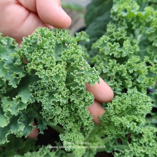 เมล็ดพันธุ์เคลใบหยิก (Curl Leaf Kale) ปลูกง่าย เมล็ดนำเข้าแท้ 100%