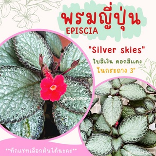 พรมญี่ปุ่น "ซิลเวอร์ สกาย" (silver skies) ดอกสีเเดง ใบสีเงินเมทัลลิค ในกระถาง 3 นิ้ว สวยมาก ค่าส่งถูก