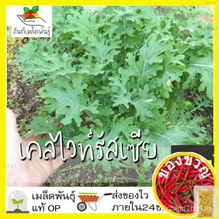 เมล็ดพันธุ์ เคลไวท์รัสเซีย 300 เมล็ด White Russian Kale seed เมล็ดพันธุ์แท้ นำเข้าจากต่างประเทศ ปลูกผัก สวนครัวZinniaCos