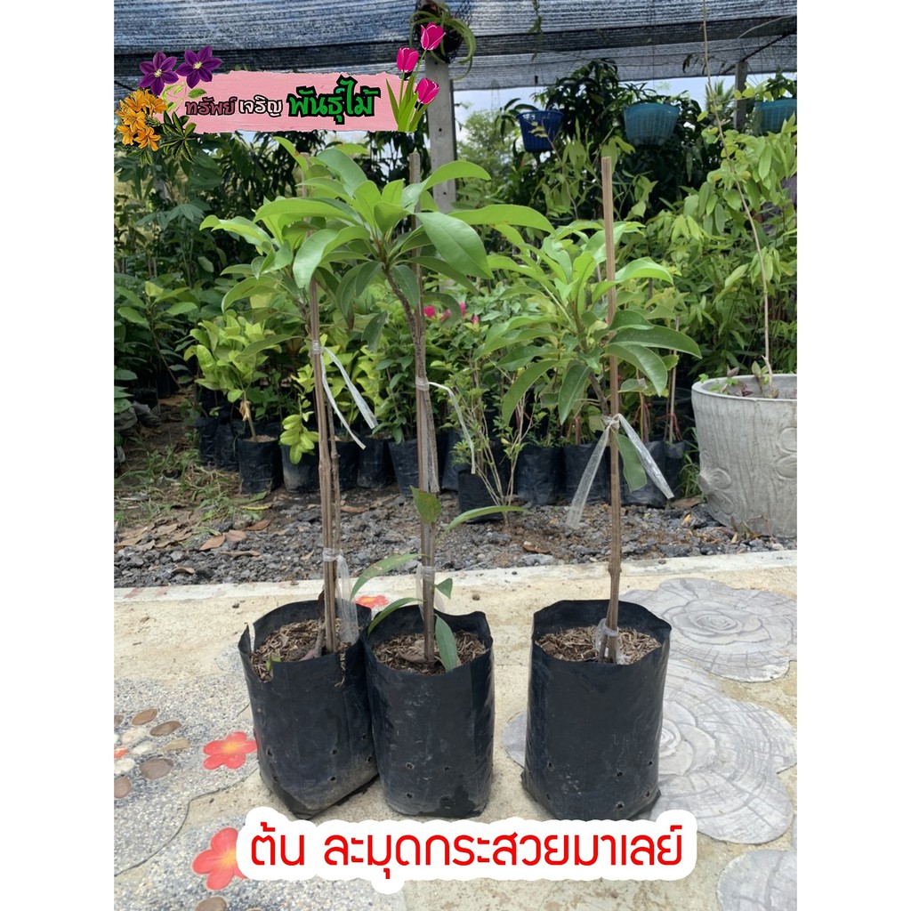 ต้นละมุดกระสวยมาเลย์ พันธุ์โบราณ กิ่งตอน ติดลูกแล้ว พร้อมส่ง สำคัญกรุณาสั่งซื้อในเวลา12:00น.-00:00น.