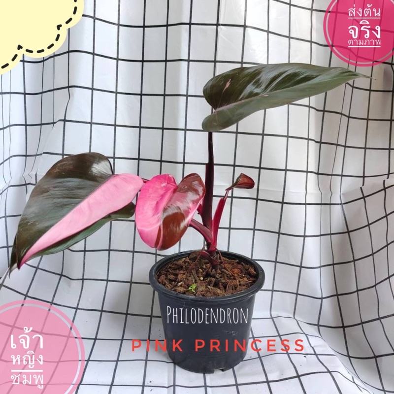ลอตใหม่🔥🔥👸🏼มีขนาดให้เลือก Philodendron pink princess พิ้งปริ้นเซส เจ้าหญิงสีชมพู💗💗