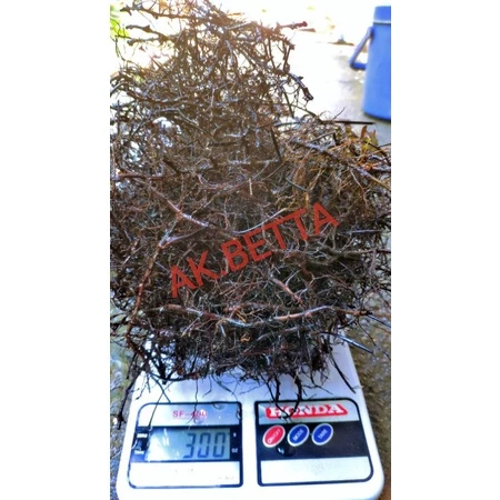 รากเฟิร์นก้านดำ สำหรับบ่อเพาะอนุบาลลูกปลา 300 กรัม
