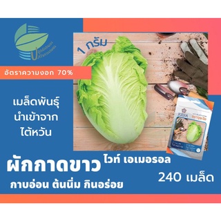 ผักกาดขาว ไวท์ เอเมอรอล (Chinese Cabbage)