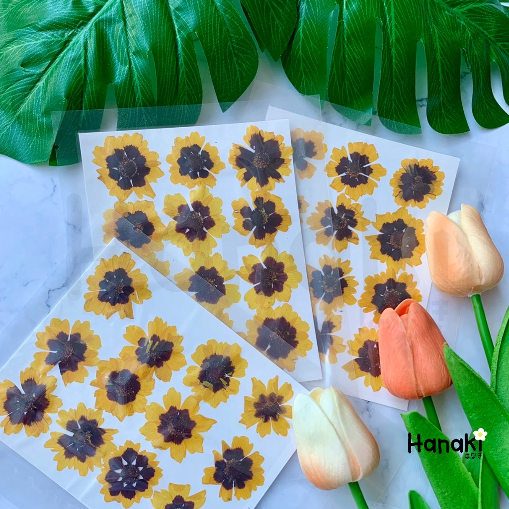 【พร้อมส่ง】ดอกตาเสือ ดอกตาเสือทับแห้ง ดอกไม้ทับแห้ง ดอกไม้จริงทับแห้ง Pressed Flowers