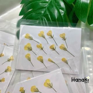 【พร้อมส่ง】ดอกคาโนล่า ดอกคาโนล่าทับ ดอกไม้จริงทับแห้ง ดอกไม้ทับแห้ง ดอกไม้แห้ง Preserved Flowers💐