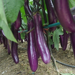 LONG EGGPLANT SEEDS - 25pcs seeds /HYBRID/EASY TO GROW/HIGH YIELD帽子/香菜/上衣/儿童/木瓜/男装/seeds/鲜花/芹菜/种子/ JXNZ