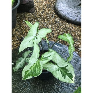 Three King Syngonium เงินไหลมาด่างขาว 3 กษัตริย์