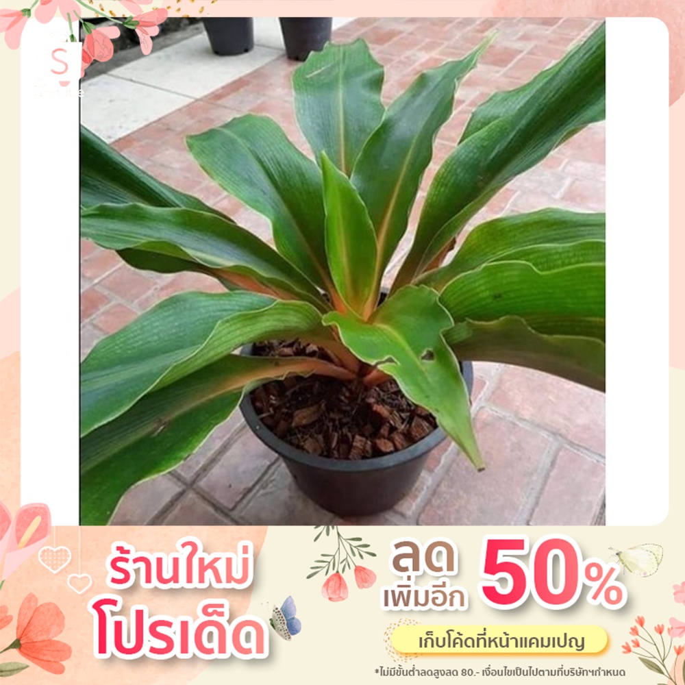 เศรษฐีก้านทอง ~ไม้มงคล~ กระถาง 6 นิ้ว