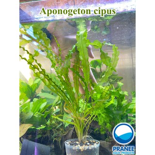 Aponogeton crispus พร้อมปลูก (อะโพโนเกตอน) ต้นไม้น้ำ ต้นไม้น้ำตกแต่งตู้ปลา ***กรุณาอ่านรายละเอียดก่อนสั่งซื้อ***