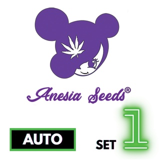 🔥Preorder🔥เมล็ดค่าย🌱Anesia Seeds 🌱Auto⭐️ส่งฟรี🚨มีปลายทาง ส่งตรงจากนอกแท้100%⭐️ยกแพค/แยกเมล็ด⭐️อย่าเสี่ยงกับเมล็ดไม่มีที่มา#1