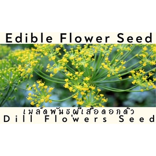 🔥ใส่โค้ด DAY171GD เหลือ 0.-🔥 เมล็ดพันธ์ุดอกดิล ดอกไม้กินได้ Dill edible flowers seed