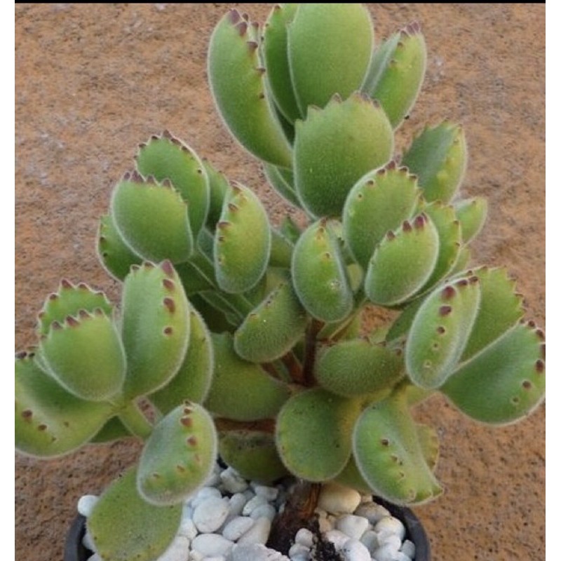 เมล็ดพันธุ์ อุมตีนหมี (Succulent) บ้านและสวน