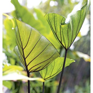 Colocasia Coffee Cup ห่อเงิน ห่อทอง บอนใบถ้วย บอนถ้วย ต้นไม้มงคล บอนห่อเงินห่อทอง