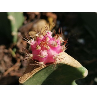 พิงค์​ไดมอนด์  Pink​ Diamond​ Cactus แคคตัส กระบองเพชร ไม้อวบน้ำ ไม้กราฟ ราคาถูก พิงค์​ไ​ดมอน พิงค์ไดม่อน พิ้ง PDM