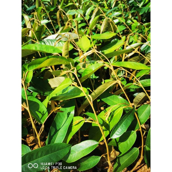 🌳ต้นทุเรียนหมอนทองจันทบุรี🌳(เสียบยอด)​🍂ถุงเบอร์7สูง🍂