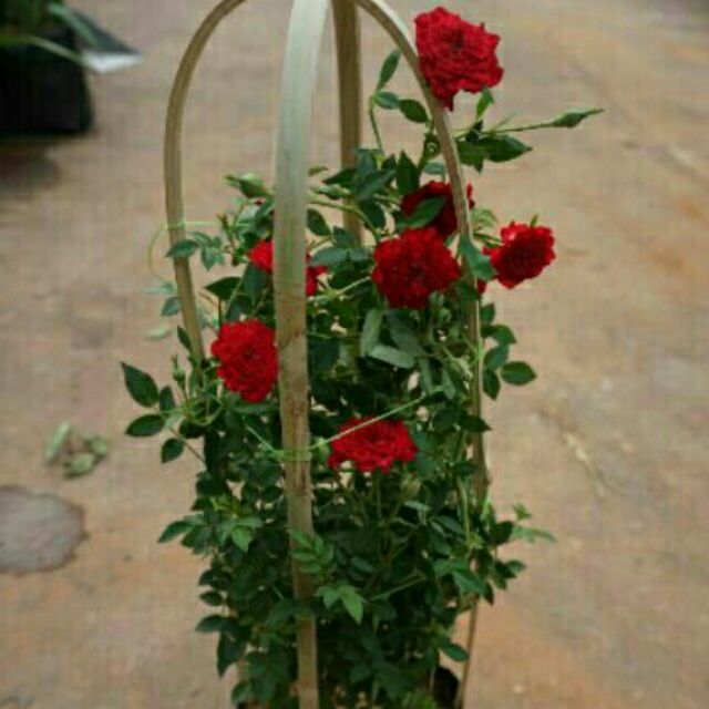 กุหลาบเลื้อยเรดคาสเคท สีแดงเข้ม ดอกดก