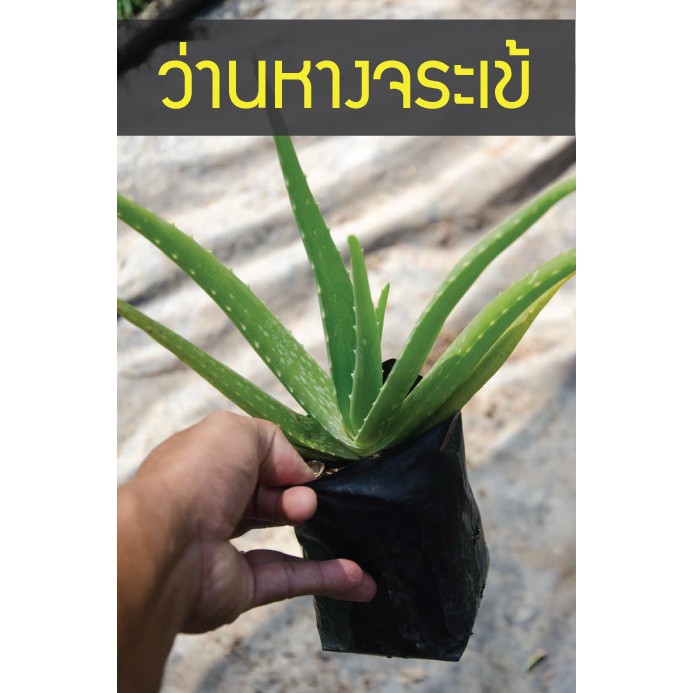 ว่านหางจระเข้ ต้นพันธุ์ บาร์บาเดนซิส ปลูกส่งโรงงาน