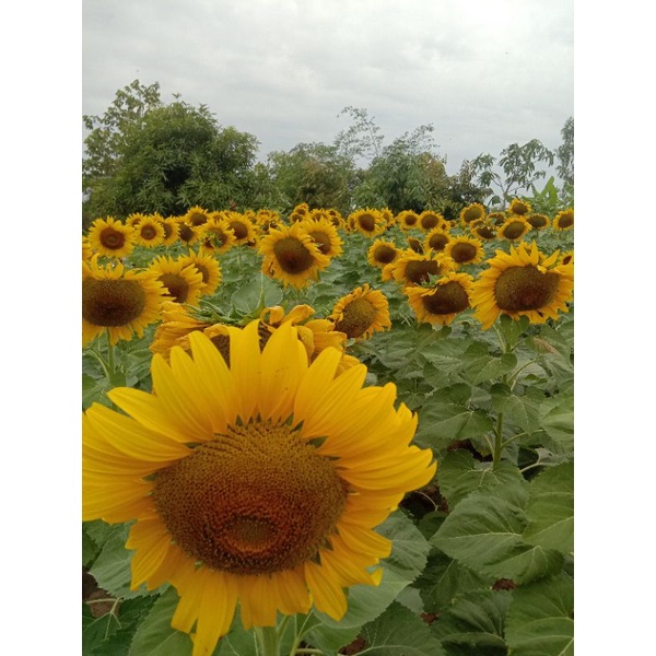 เมล็ดทานตะวัน ดอกใหญ่ ( 200 เมล็ด) เมล็ดพันธุ์ ทานตะวัน