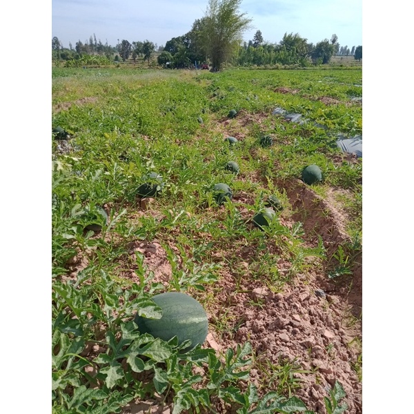 แตงโมลูกผสม ทัมอัพ 40กรัม ลอตใหม่ล่าสุด❗️❗️พร้อมส่ง - รูปที่ 3