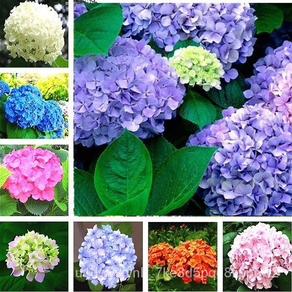NEW Beautiful 20pcs bag hydrangea seed bonsai flower seeds hydrangea