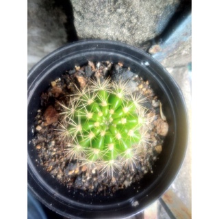 cactusดาวล้อมเดือนขนาดกระถาง3.5-4นิ้ว