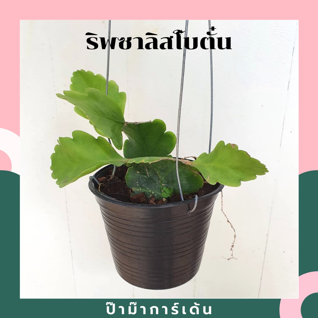 ริพซาลิสโบตั๋น มาในกระถางพร้อมแขวน