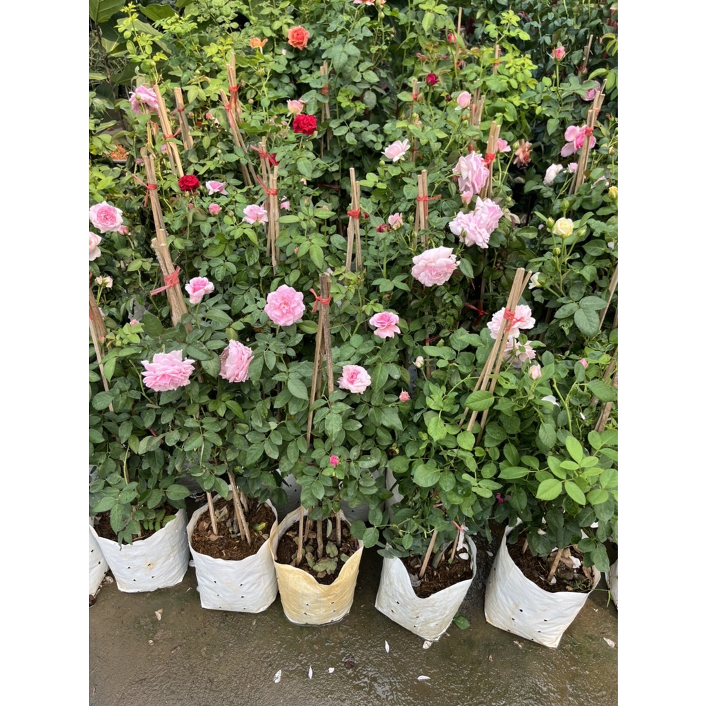 มุมมอง 2