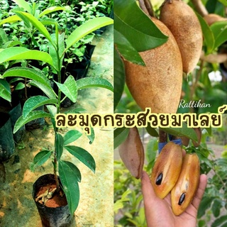 ต้นละมุดกระสวยมาเลย์🌱สูง40-60ซม.(รับประกันสินค้าชำรุด)