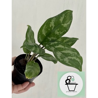 ต้นอโกลนีมา มหาเศรษฐีเขียวหมื่นปี AGLAONEMA