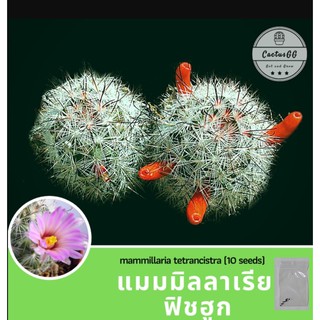 เมล็ดพันธุ์ ฟิชฮูก แคคตัส Mammillaria tetrancistra "Fishhook Cactus" (10 เมล็ด)