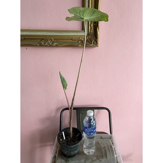 Colocasia lemon lime gecko 🌱🌱💚💚