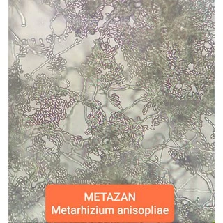 ชีวภัณฑ์ เมทาซาน เชื้อราเมตาไรเซียม อะนิโซเพล Metarhizium anisopliae 1000 กรัม