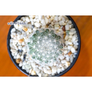 แคคตัส แมมมิลาเรีย แคนดิด้า สโนว์บอล (Mammillaria candida snowball)