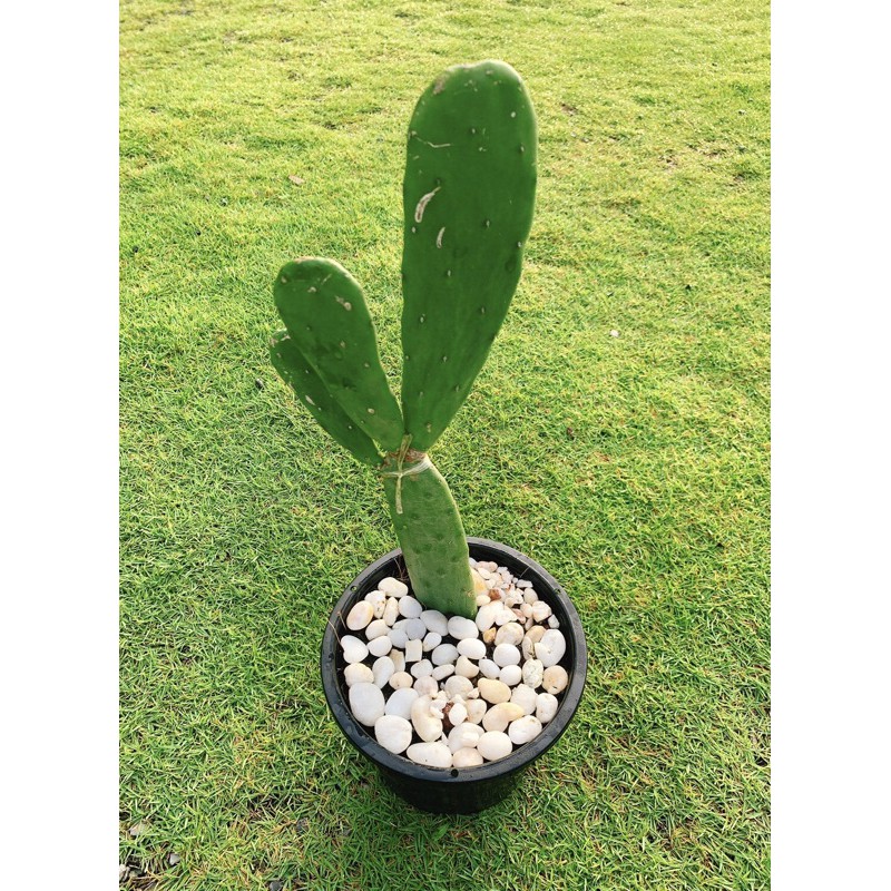 ต้นกระบองเพชรรับประทานผล สายพันธุ์ Opuntia ficus-indica #โอพันเทีย #Opuntia cactus #ใบเสมา #แคคตัส  #พันธุ์ไม้หนาม
