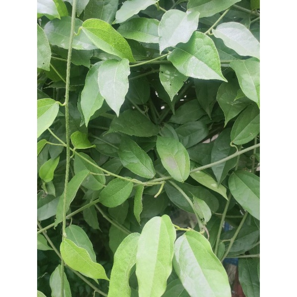 ใบย่านางสดปลอดสารพิษ100%  ปลูกเองที่บ้าน 30g/แพค