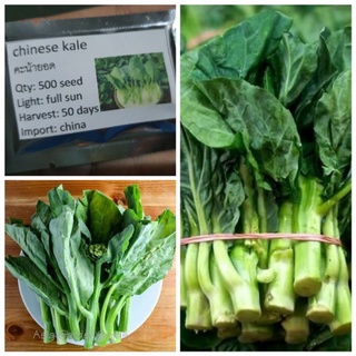 เมล็ดคะน้าChinese kale 500 เมล็ด