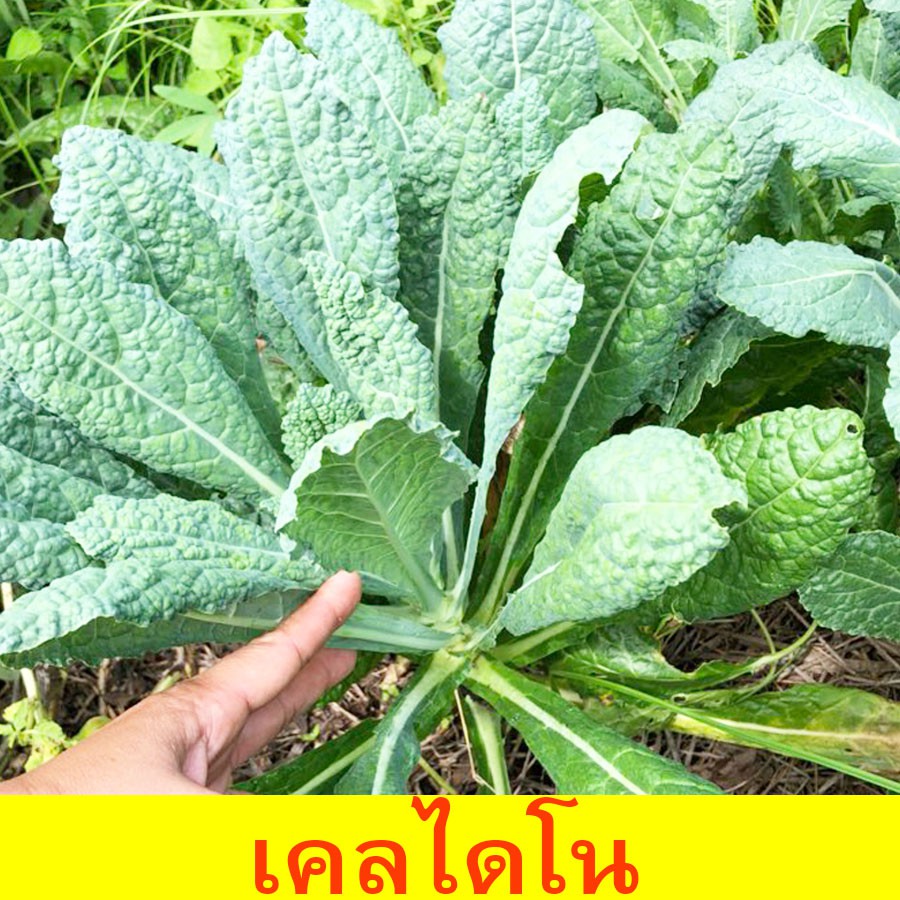 คะน้า ไดโนเคล 🎯ถูกที่สุด 10บ.👌เมล็ดพันธุ์ คะน้าไดโนเคล50เมล็ด🥗ปลูกครั้งเดียว🥬อยู่ได้หลายปี🌱มีใบกินตล