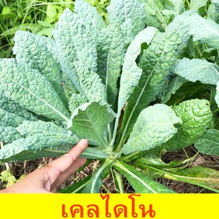 คะน้า ไดโนเคล 🎯ถูกที่สุด 10บ.👌เมล็ดพันธุ์ คะน้าไดโนเคล50เมล็ด🥗ปลูกครั้งเดียว🥬อยู่ได้หลายปี🌱มีใบกินตลอด 👍