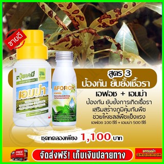 เอมม่า ปุ๋ยน้ำเอมม่า ( 500 ซีซี ) ป้องกันการเกิดเชื้อราในพืช + เอฟอช Aforch ( 100 ซีซี ) สารจับใบ ของแท้ 100%