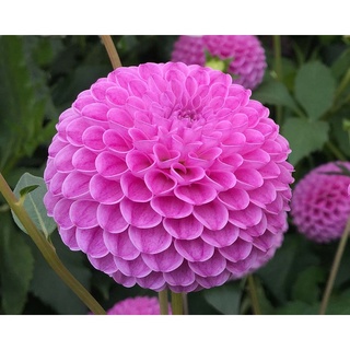 เมล็ดพันธุ์ dahlia pinnata pompon 30 เมล็ด เมล็ดพันธุ์นำเข้าจาก อังกฤษ