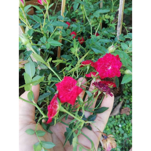 ต้นกุหลาบเลื้อยสีแดง, ชมพู, ม่วงอ่อน​ ราคา​ 65​ บาทค่ะ**สินค้าขายดี**