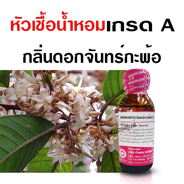 หัวเชื้อน้ำหอม 100% กลิ่นจันทร์กะพ้อ 30 ml.หอมดอกไม้ {{ พร้อมส่ง }} 🚚🚚 - Bualuang Perfume