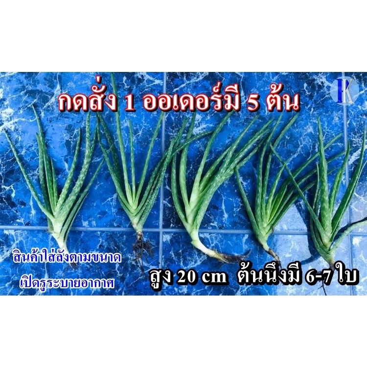 ต้นว่านหางจระเข้เปลือย (Aloe vera) ติดรากพร้อมปลูก ไซต์เล็ก S และไซต์กลาง M