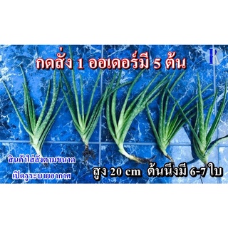 ต้นว่านหางจระเข้เปลือย (Aloe vera) ติดรากพร้อมปลูก ไซต์เล็ก S และไซต์กลาง M