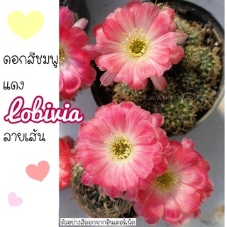 มาใหม่ 💕🌸 LOBIVIA โลบิเวีย ดอกสีชมพูแดงลายเส้น (น่าสะสม💕) พร้อมส่งในกระถาง 2.5 นิ้วจ้า