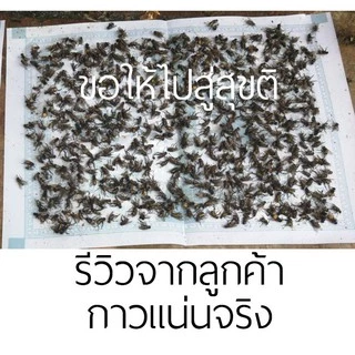 [ของแท้ รุ่นกระดาษ] กาวดักแมลงวัน ค่าส่งถูก! แน่นเต็มแผ่น ติดแมลงวัน มัดละ100แผ่น ส่งจากกรุงเทพ