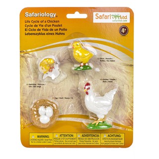 Safari : SFR662816 วงจรชีวิตไก่ Life Cycle of a Chicken