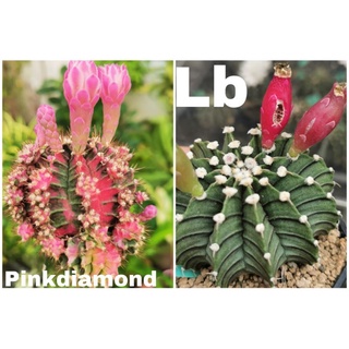 เมล็ด lb hybrid ผสมpink ด่าง 100เมล็ด ผสมจากพ่อLB หนามเดียว แคสตัส castus​ Astrophytum​