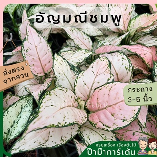 ต้นอัญมณีชมพู สีพลาสเทล หรือต้น Lucky pink