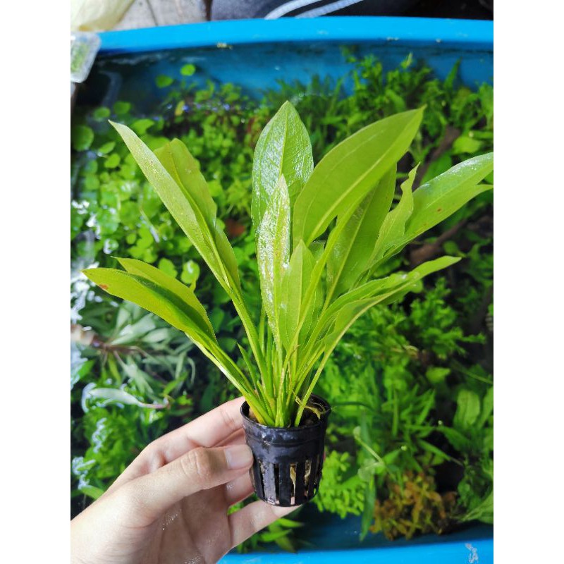 อเมซอน Echinodorus red phoenix  ต้นไม้น้ำ ไม้น้ำพร้อมปลูก ต้นไม้น้ำตกแต่งตู้ปลา ***กรุณาอ่านรายละเอียดก่อนสั่งซื้อ***